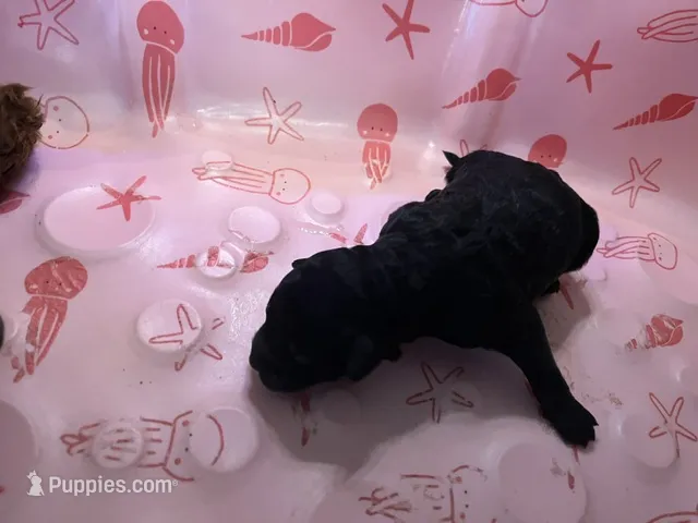 Raven - Reserved Trisha & Jeff – Miniature Goldendoodle puppy on hold in Whitewater, WI