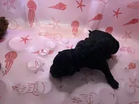 Raven - Reserved Trisha & Jeff, a female Miniature Goldendoodle for sale in Whitewater, WI – 1 of 10