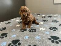 Rocco - Reserved for Francis, a male Miniature Goldendoodle for sale in Beloit, WI – 3 of 7