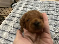 Rocco, a male Miniature Goldendoodle for sale in Beloit, WI – 8 of 10