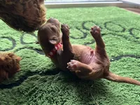 Cayenne, a male Miniature Goldendoodle for sale in Whitewater, WI – 4 of 8