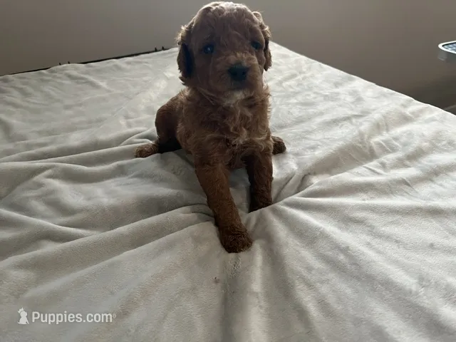 Ginger – Miniature Goldendoodle puppy for sale in Beloit, WI