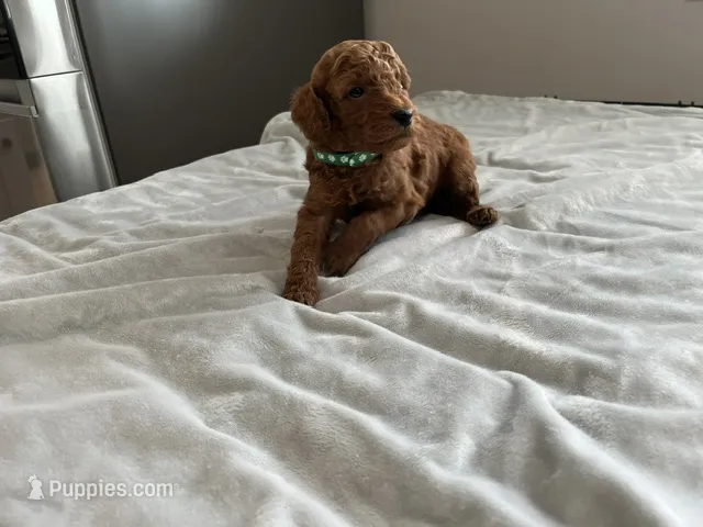 Hunter – Miniature Goldendoodle puppy for sale in Beloit, WI