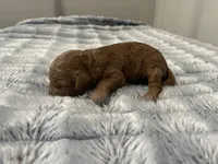 Cosmo - Recerved for Dana, a male Miniature Goldendoodle for sale in Beloit, WI – 5 of 9