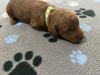 Hunter, a male Miniature Goldendoodle for sale in Beloit, WI – 6 of 8