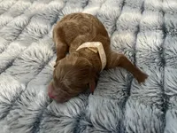 Laika, a female Miniature Goldendoodle for sale in Beloit, WI – 3 of 10