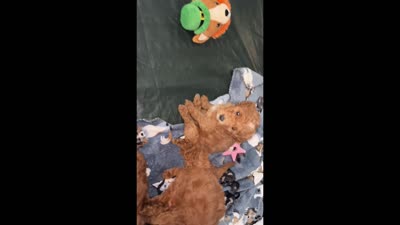 Ginger - Reserved for Sarah, a female Miniature Goldendoodle for sale in Beloit, WI – 9 of 9