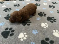 Razz - Reserved for Trina, a male Miniature Goldendoodle for sale in Whitewater, WI – 5 of 8