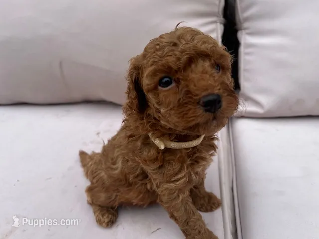 Laika – Miniature Goldendoodle puppy for sale in Beloit, WI