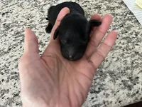 Shadow, a male Miniature Goldendoodle for sale in Whitewater, WI – 3 of 8