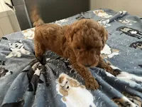 Hunter - Reserved for Sarah, a male Miniature Goldendoodle for sale in Beloit, WI – 5 of 8