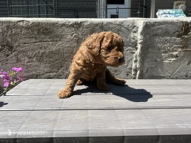 Leia – Miniature Goldendoodle puppy for sale in Beloit, WI