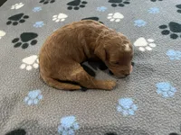 Ginger, a female Miniature Goldendoodle for sale in Beloit, WI – 5 of 7