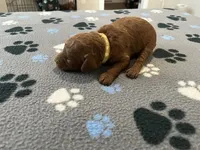Rocco, a male Miniature Goldendoodle for sale in Beloit, WI – 3 of 10