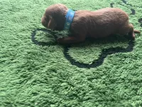 Razz, a male Miniature Goldendoodle for sale in Whitewater, WI – 5 of 7
