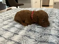 Cayenne - Reserved for Ronnie, a male Miniature Goldendoodle for sale in Whitewater, WI – 6 of 10