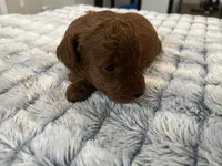 Cayenne - Reserved for Ronnie, a male Miniature Goldendoodle for sale in Whitewater, WI – 8 of 10