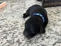Coal, a male Miniature Goldendoodle for sale in Whitewater, WI – 5 of 8
