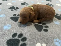 Hunter, a male Miniature Goldendoodle for sale in Beloit, WI – 2 of 8