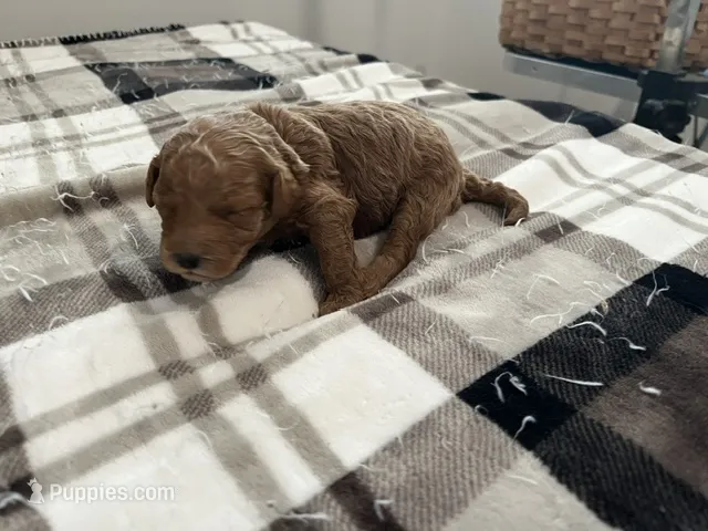 Laika – Miniature Goldendoodle puppy for sale in Beloit, WI