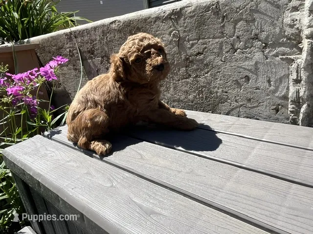 Laika – Miniature Goldendoodle puppy for sale in Beloit, WI
