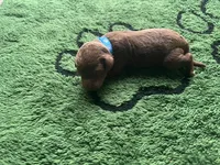 Razz, a male Miniature Goldendoodle for sale in Whitewater, WI – 2 of 7