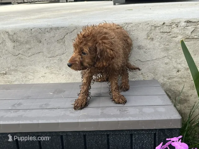 Leia – Miniature Goldendoodle puppy for sale in Beloit, WI