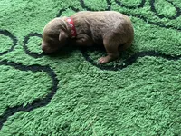 Cayenne, a male Miniature Goldendoodle for sale in Whitewater, WI – 7 of 8