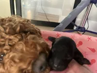 Raven - Reserved Trisha & Jeff, a female Miniature Goldendoodle for sale in Whitewater, WI – 5 of 10