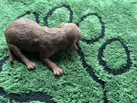 Ruby, a female Miniature Goldendoodle for sale in Whitewater, WI – 4 of 10