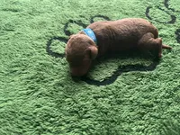 Razz, a male Miniature Goldendoodle for sale in Whitewater, WI – 4 of 7