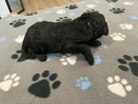 Coal - Reserved for Alli, a male Miniature Goldendoodle for sale in Whitewater, WI – 3 of 6