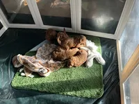 Ginger - Reserved for Sarah, a female Miniature Goldendoodle for sale in Beloit, WI – 7 of 9