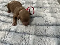 Bell, a female Miniature Goldendoodle for sale in Beloit, WI – 3 of 9