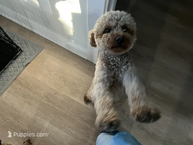 Expecting – Miniature Goldendoodle puppy for sale in Beloit, WI