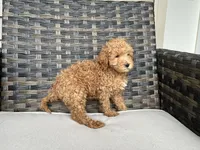 Cosmo, a male Miniature Goldendoodle for sale in Beloit, WI – 4 of 8