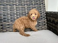 Cosmo, a male Miniature Goldendoodle for sale in Beloit, WI – 3 of 8