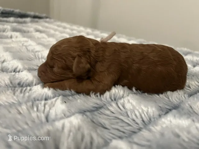 Leia – Miniature Goldendoodle puppy for sale in Beloit, WI