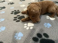 Cayenne - Reserved for Ronnie, a male Miniature Goldendoodle for sale in Whitewater, WI – 3 of 10