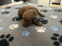 Rocco, a male Miniature Goldendoodle for sale in Beloit, WI – 6 of 10