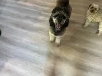 Rocki II, a male Poodle - Standard  for sale in Whitewater, WI – 4 of 6