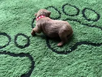 Cayenne, a male Miniature Goldendoodle for sale in Whitewater, WI – 5 of 8
