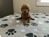 Rocco - Reserved for Francis, a male Miniature Goldendoodle for sale in Beloit, WI – 5 of 7
