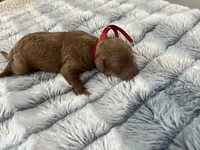 Bell, a female Miniature Goldendoodle for sale in Beloit, WI – 4 of 9