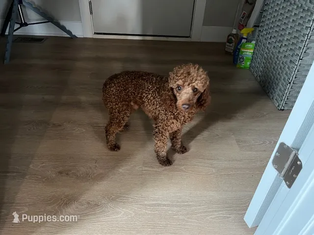 Ares – Poodle - Toy  puppy for sale in Beloit, WI
