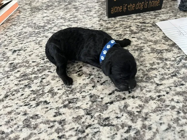 Coal – Miniature Goldendoodle puppy for sale in Whitewater, WI