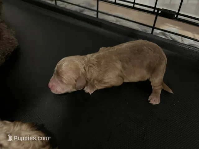 Cosmo – Miniature Goldendoodle puppy for sale in Beloit, WI
