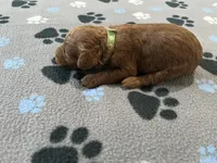 Hunter, a male Miniature Goldendoodle for sale in Beloit, WI – 5 of 8