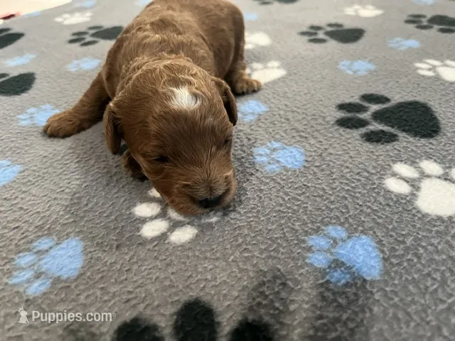 Ginger – Miniature Goldendoodle puppy for sale in Whitewater, WI