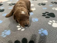 Ginger, a female Miniature Goldendoodle for sale in Beloit, WI – 1 of 7
